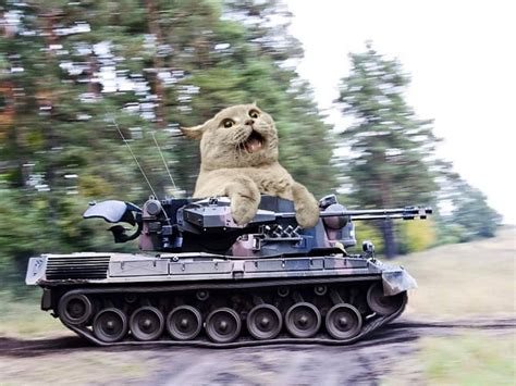cats army vehicle